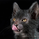 Illustration for article titled Humans create cat werewolves—and theyre very cute emand/em very spooky